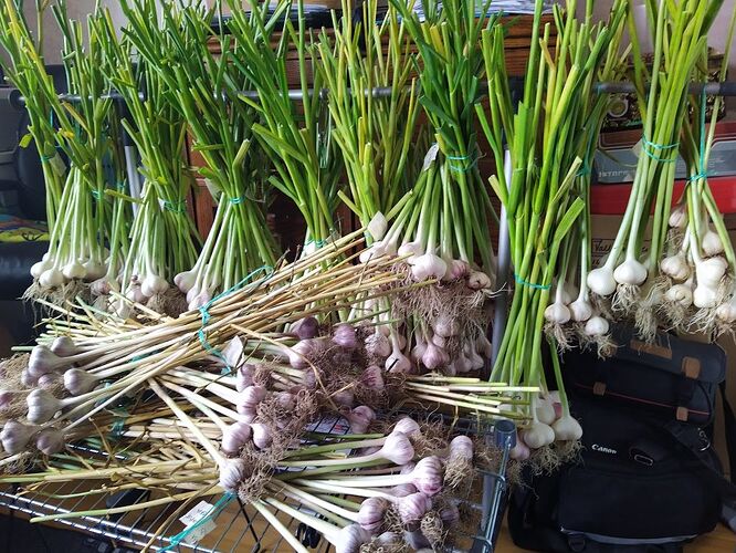 Garlic harvest 2024