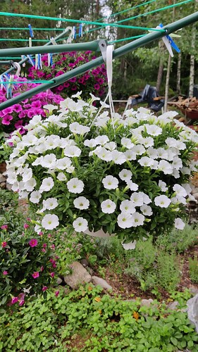IMG-20240729-WA0044