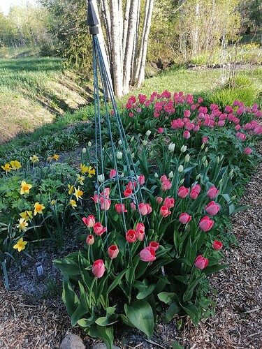 tulppaanit 17.5.2024 2