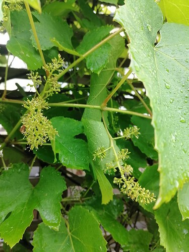 viiniköynnös 6.7.2025 2