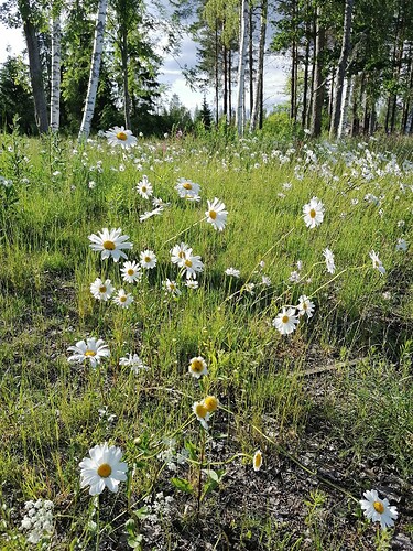 päivänkakkara 22.6.2025 3