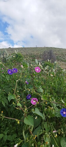 IMG_20241229_110933