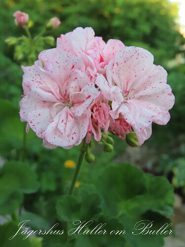 jägershus huller om buller