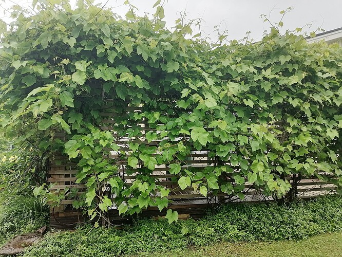 viiniköynnös 6.7.2025 1