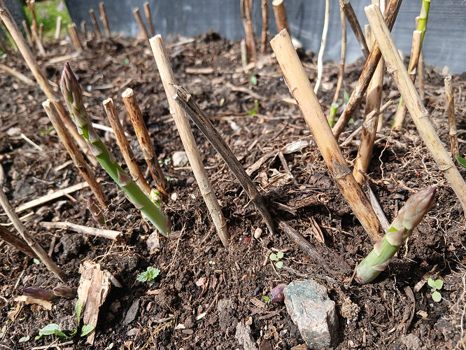 14876