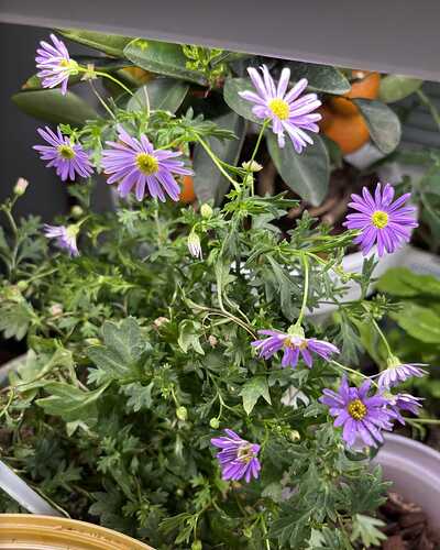 Talvetettu_nukenkaulus