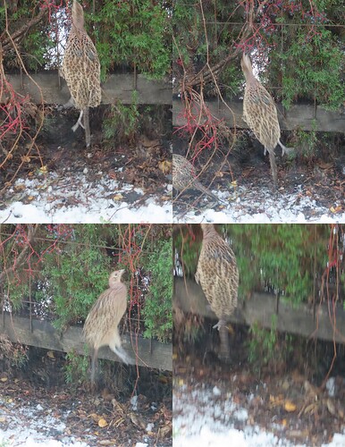 yhä ylös yrittää