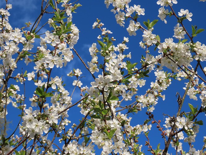 suklaakirsikka kukkii 1