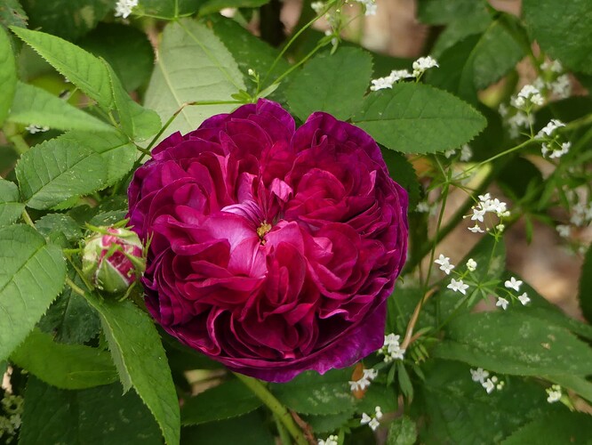 P1160051