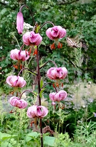 IMG_20230717_224848