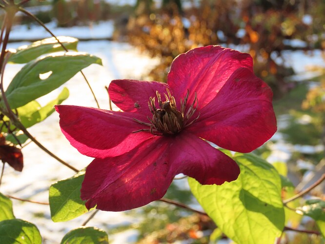 ville de lyon talvella