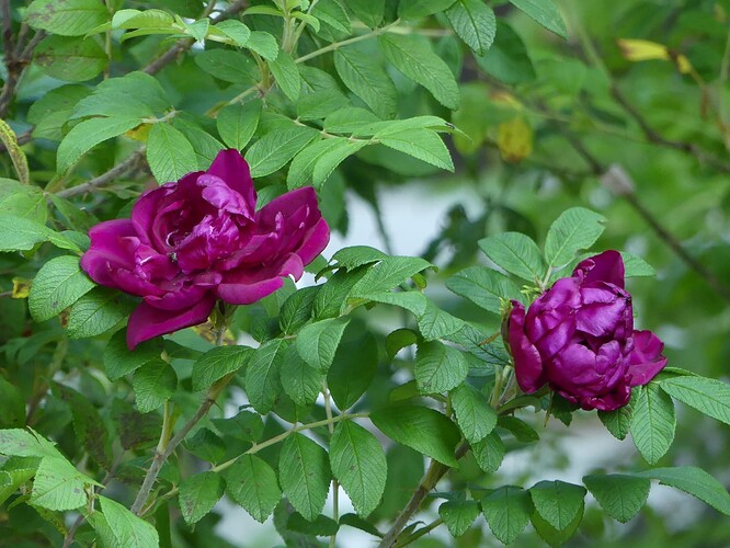 P1160248