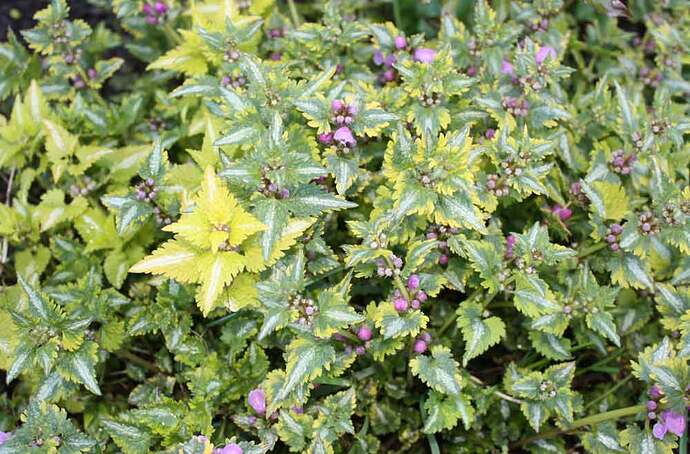 _hopeataplapeippivariegata