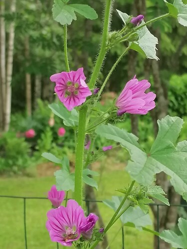 ryväsvaarin malva 19.6.2024 3