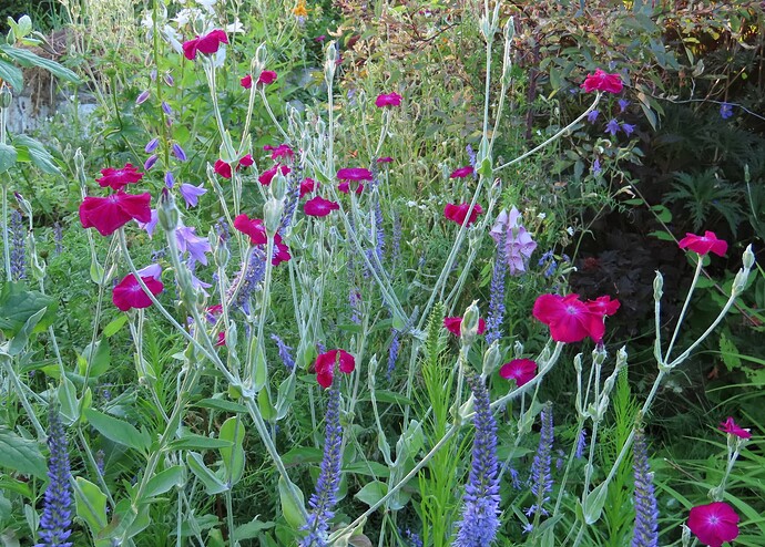 tähkätädyke ja harmaakäenkukka