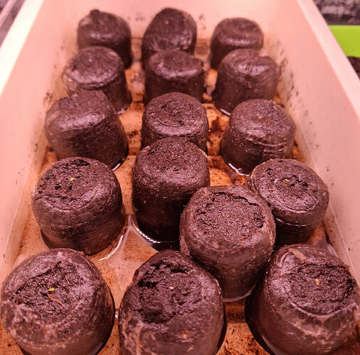 Begonia seedlings