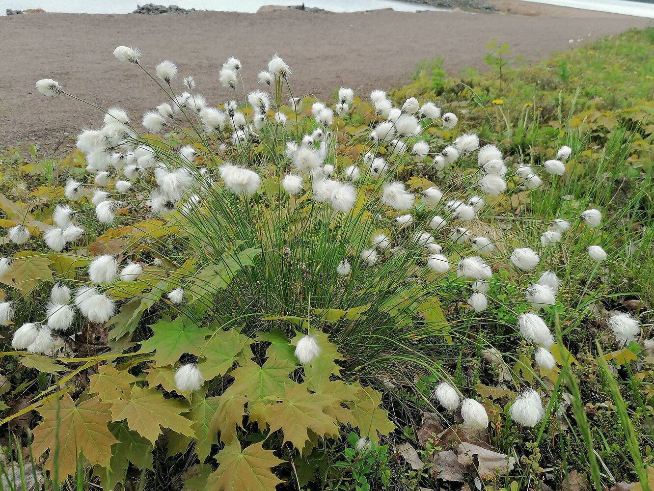 tupasvilla-eriophorum-vaginatum-lajeittain-p-puutarha