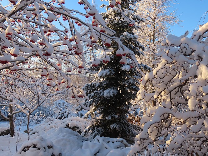 pihlaja ja pähkinä ja sinitaivas