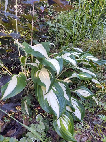 IMG_20250727_073911262_HDR