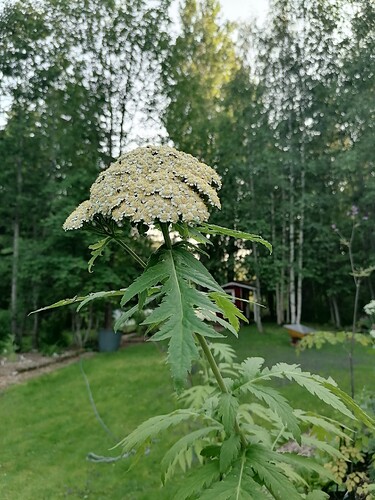 jättipietaryrtti 13.7.2025 1