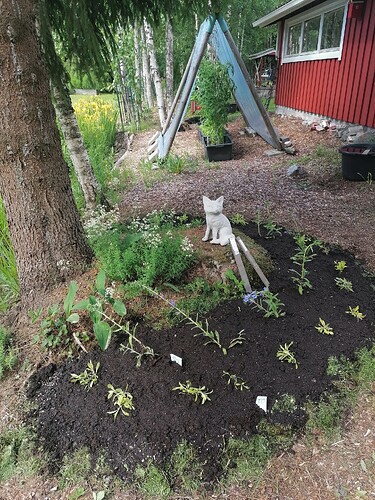 Kuusenaluspenkki 20.6.2024 3