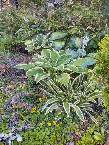 IMG_20250727_073031319_HDR