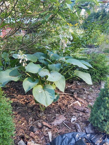 IMG_20250727_073109211_HDR