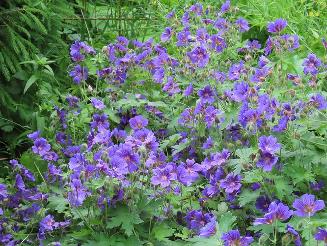 geranium x magnificum