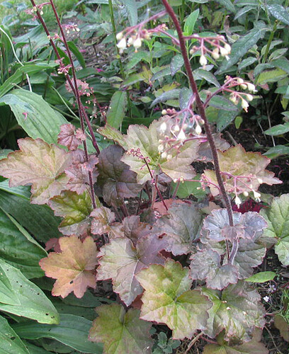 _purppurakeijunkukka1