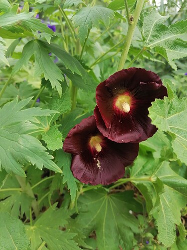 Liuskasalkoruusu 14.7.2024