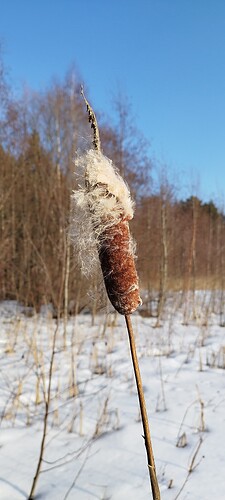IMG_20250226_140432