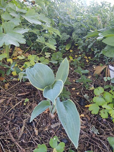 IMG_20250727_073608697