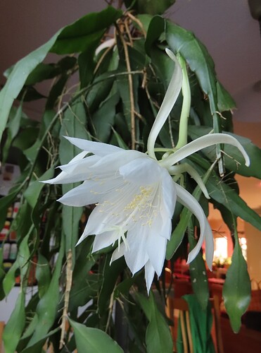 lehtikaktuksen kukka 2