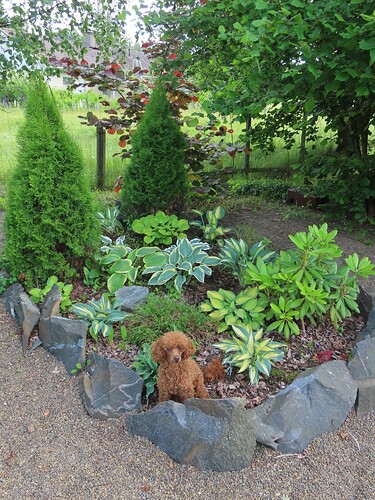 kuunliljapenkki ja dana