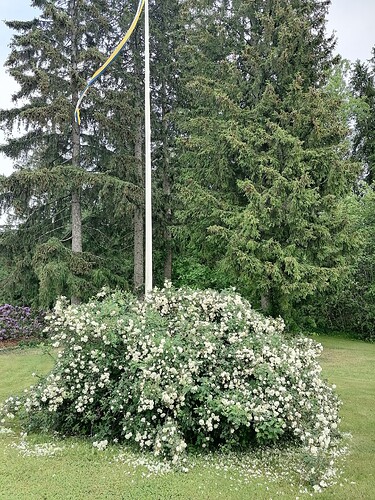 Taimivaihto 18.6.2025 Hennin luona 6