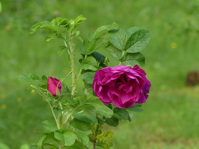 P1150591