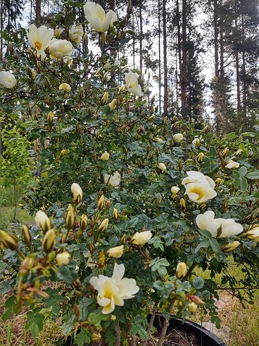 IMG_20250620_072425957_HDR