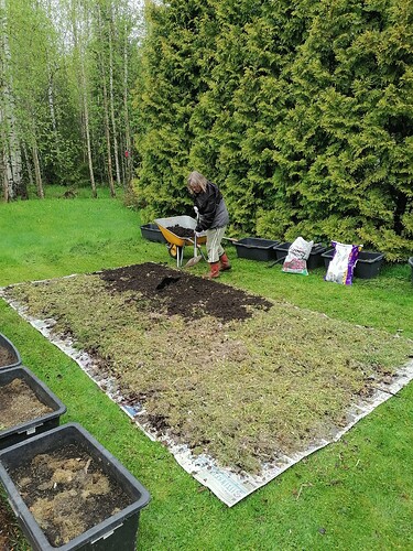 Uusi perennapenkki pihaan 25.5.2025 3