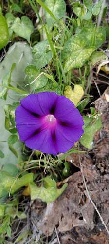 IMG-20250209-WA0001