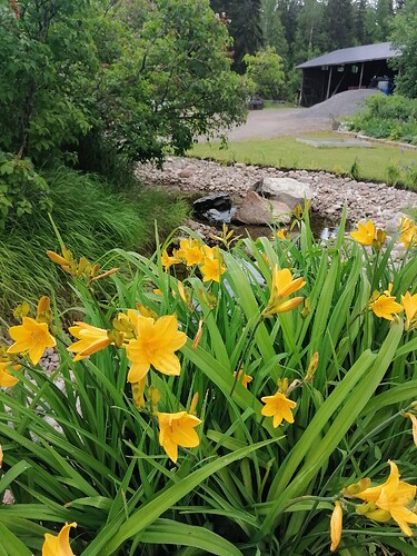 Taimivaihto 18.6.2025 Hennin luona 16