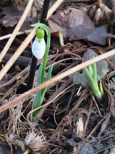 kevään ensimmäinen