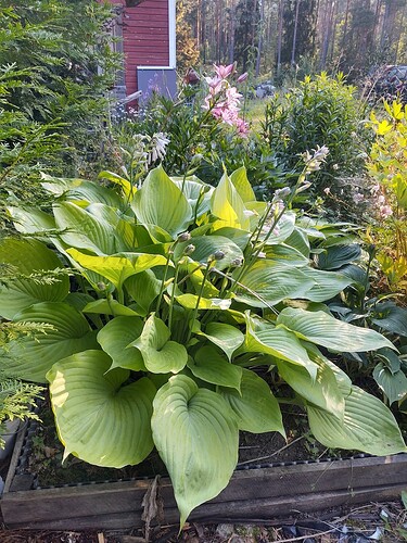 IMG_20250727_073355861_HDR