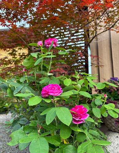 Rose de Rescht sivulta