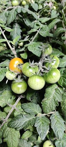 IMG_20250214_174831