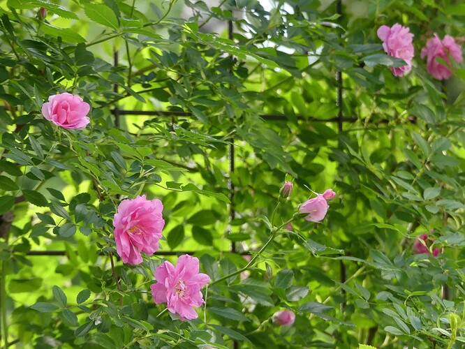 P1100621