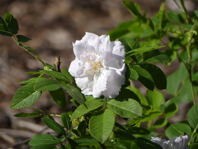 P1150745
