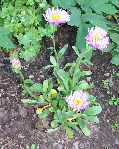_alppiasterirosa