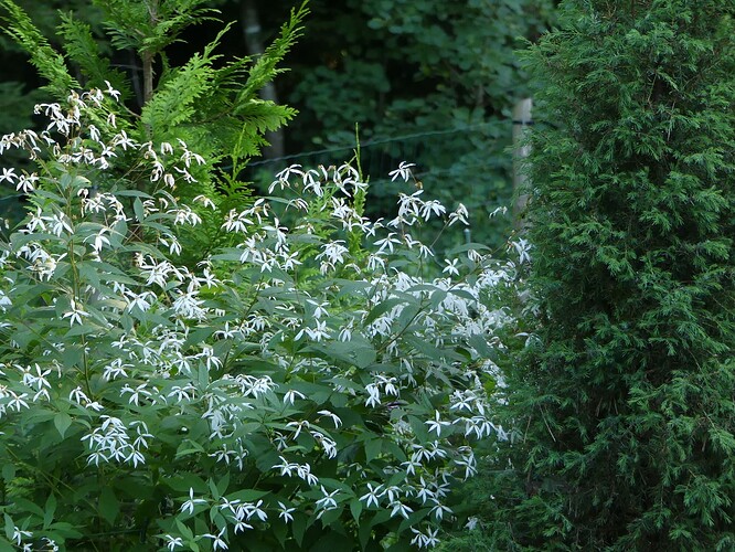P1160604