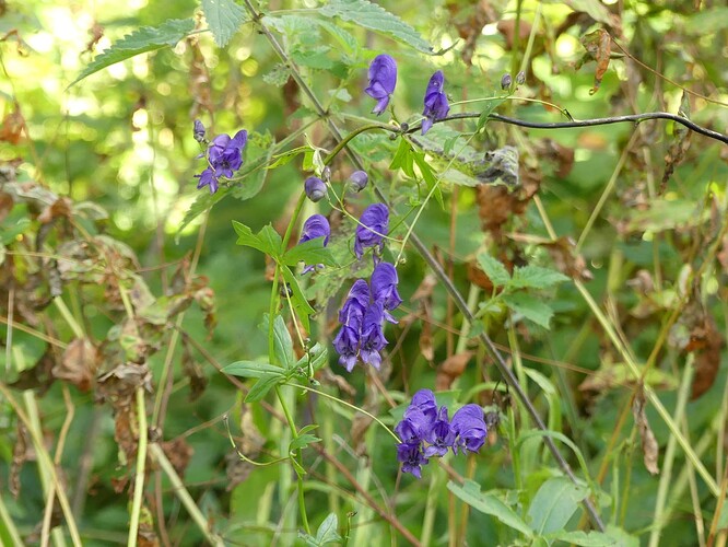 P1170374