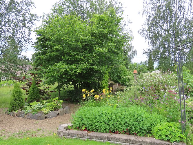 yleiskuva pähkinäpensaan luota